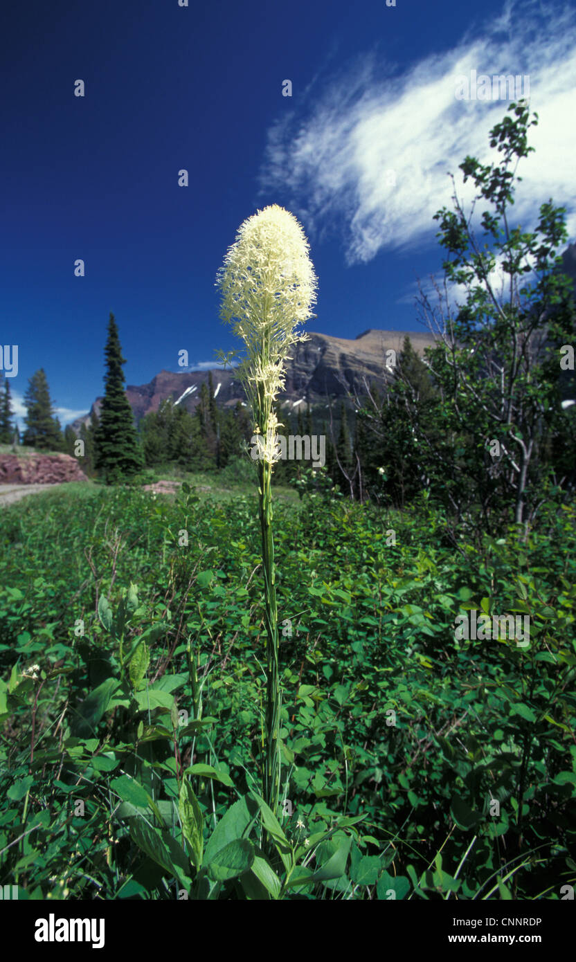 Beargrass (Xerophyllum tenax) Glacier Nat. Pk. Montana, USA. Stock Photo