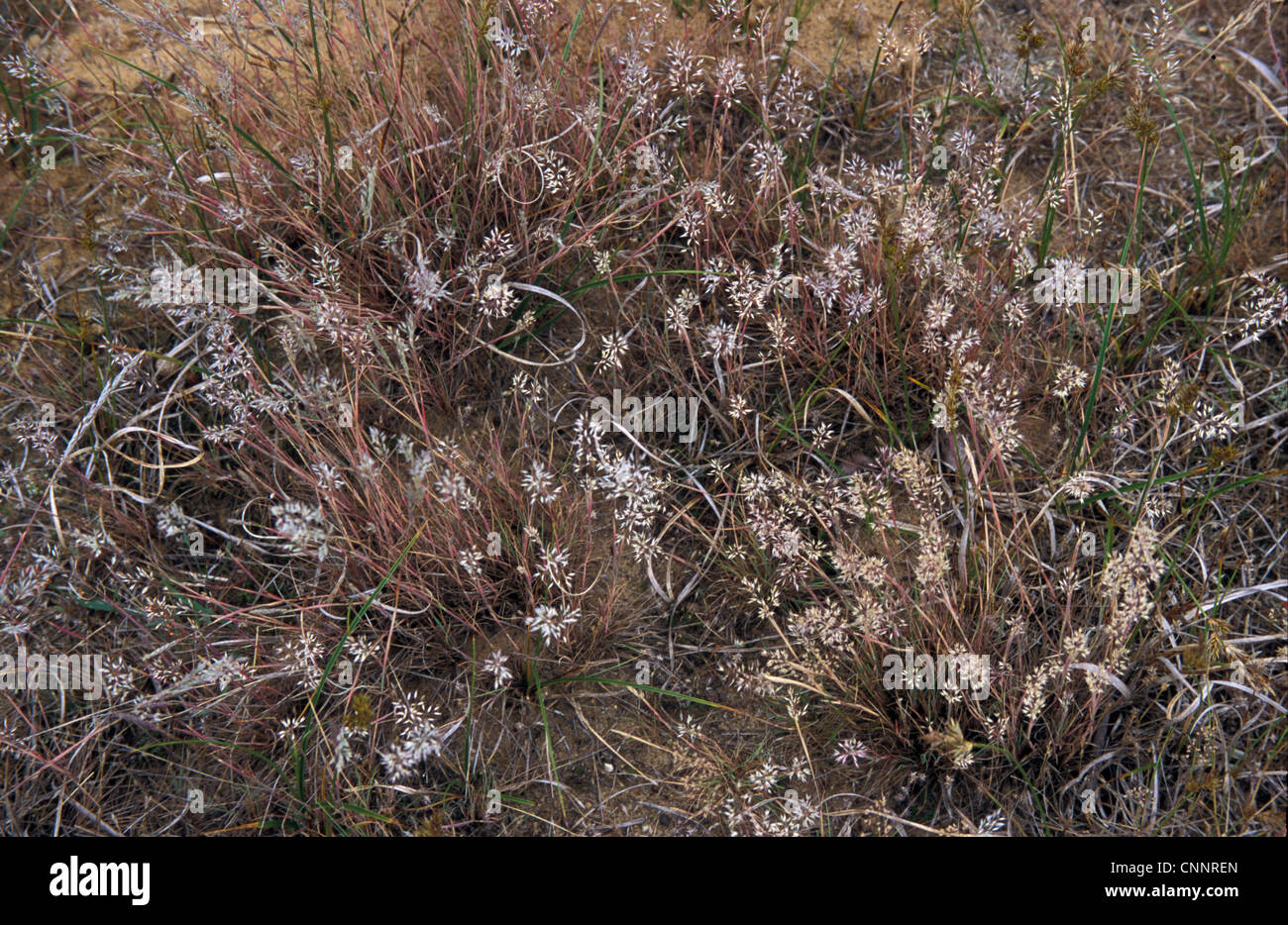 Grey Hair-Grass (Corynephorus canescens) Wangford Warren- Suffolk Wildlife Trust Stock Photo
