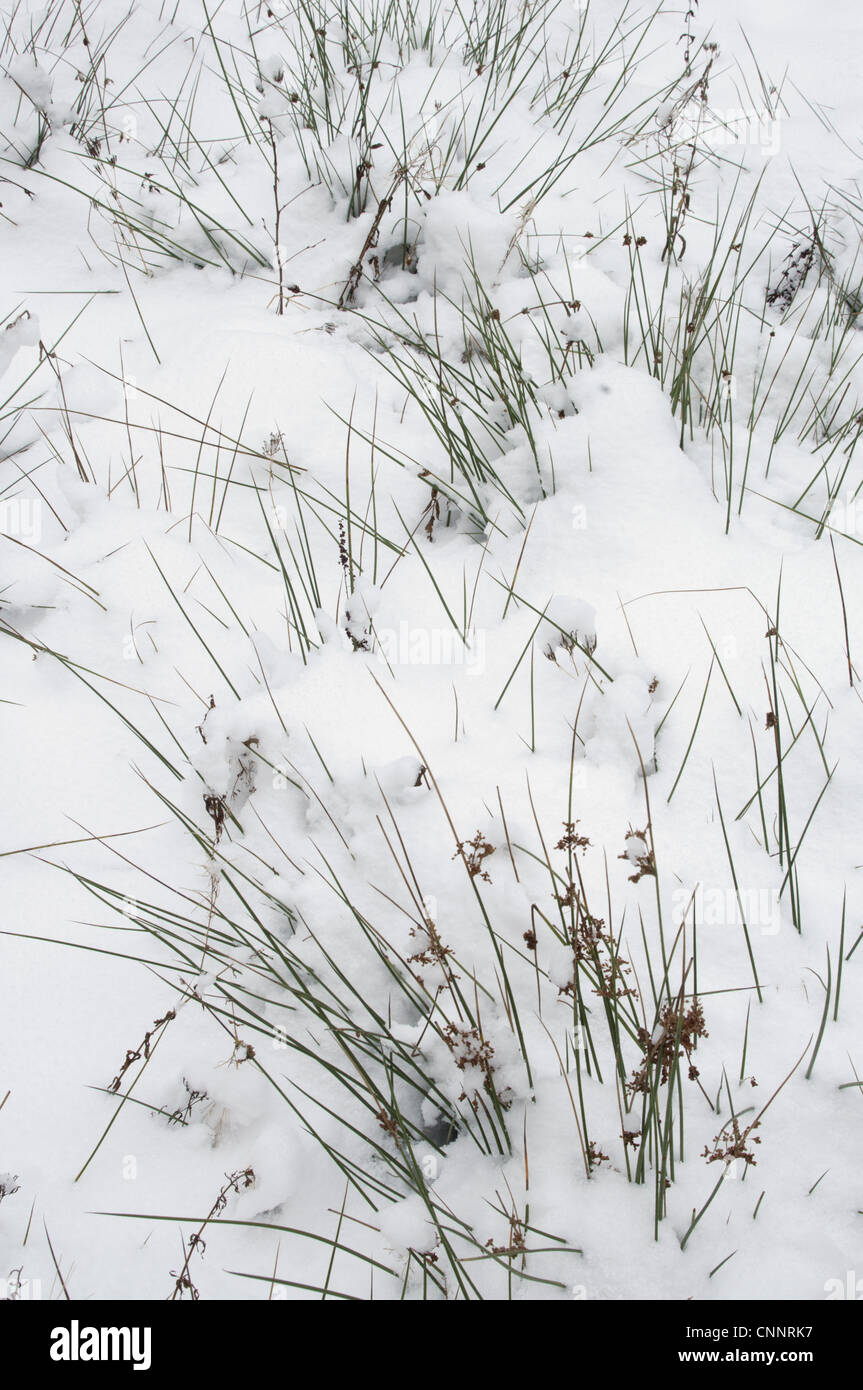 Wood Club-rush (Scirpus sylvaticus) covered with snow, Kent, England, december Stock Photo