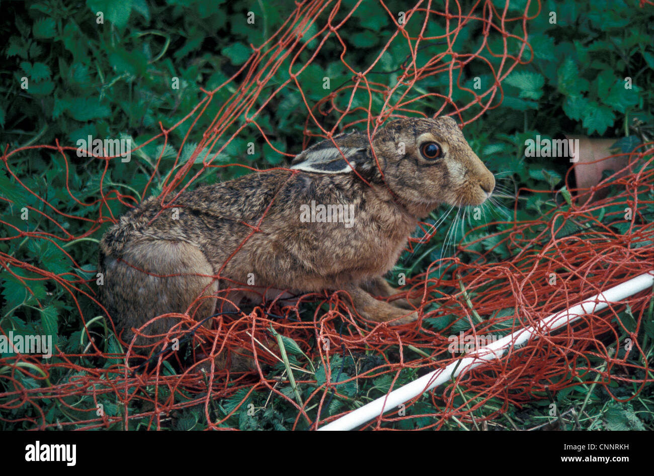 Destruction - Mammals Threat to wildlife / European Hare caught in flexy net / later released Stock Photo