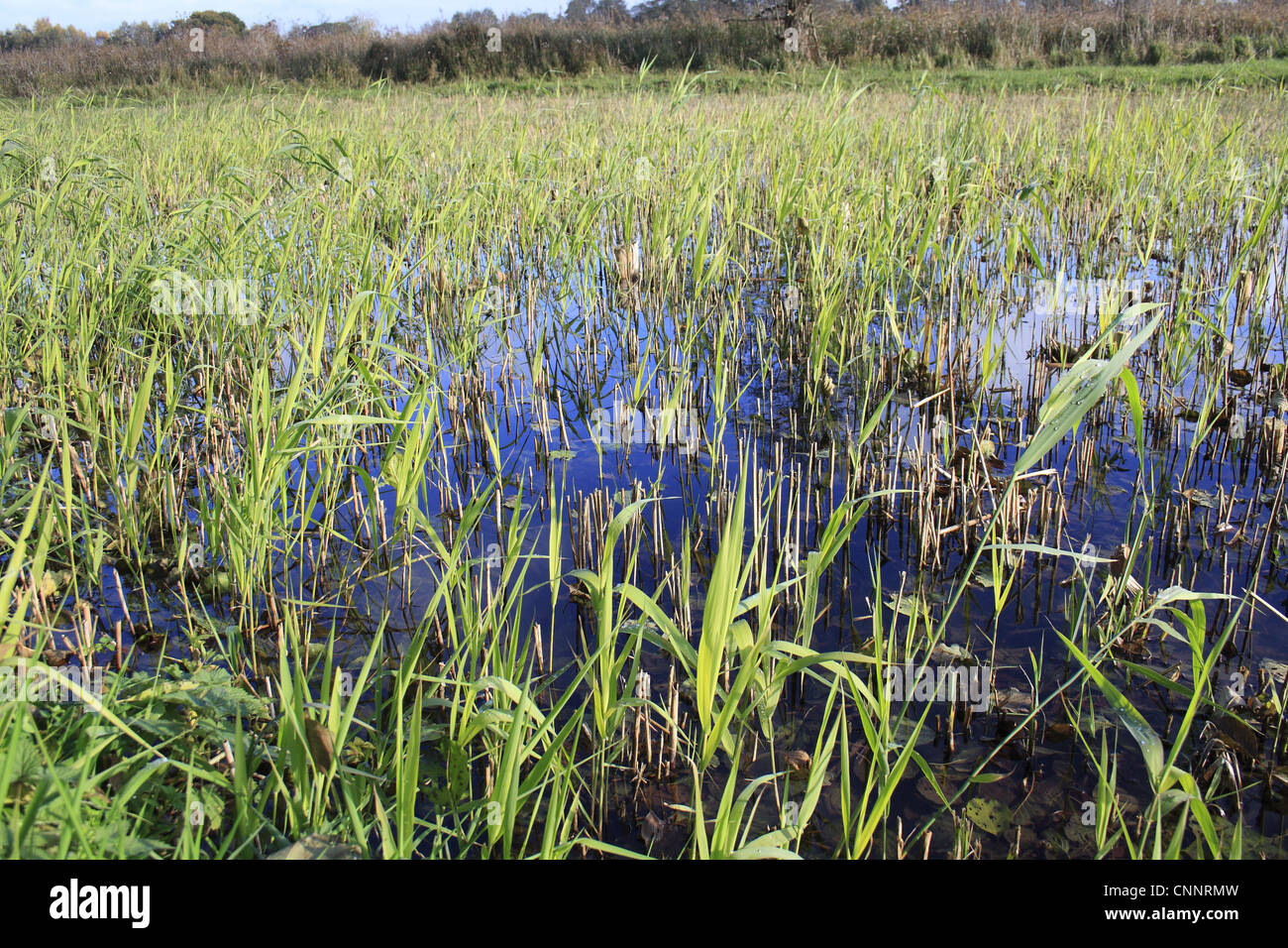Common Reed Phragmites australis new shoots growing reedbed habitat valley fen reserve Hopton