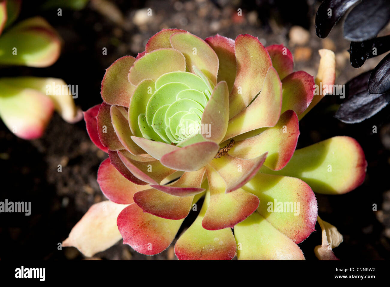 Aeonium Hybrid Close up plant detail Stock Photo