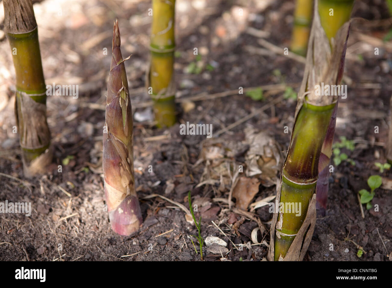 Young growing Bamboo shoots - Chusquea gigantea syn C Breviglumis Stock Photo