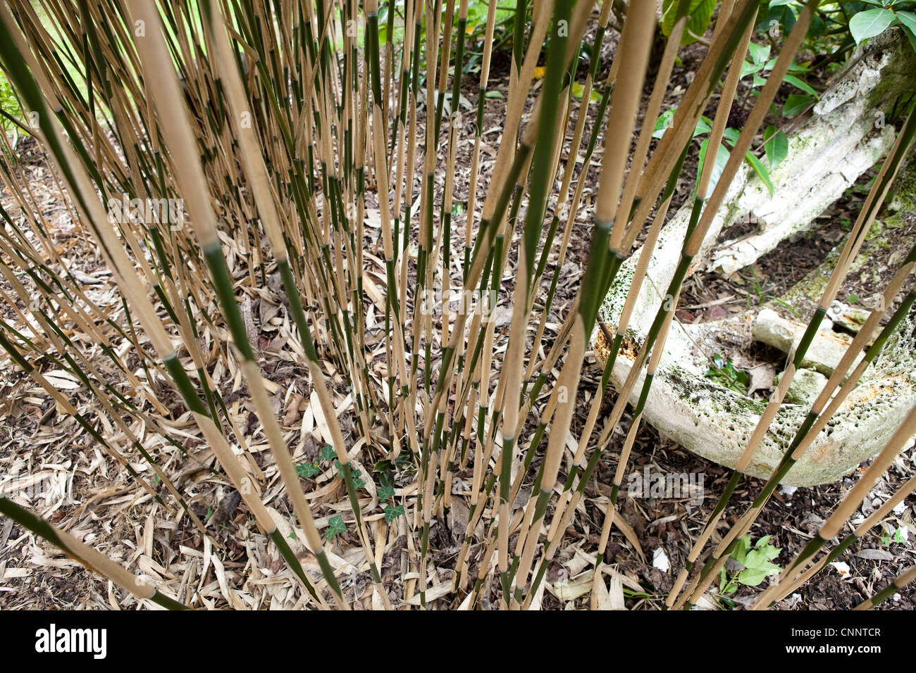 Growing Bamboo  - Chusquea gigantea syn C Breviglumis Stock Photo