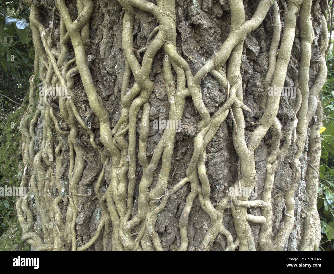 Ivy (Hedera helix) roots climbing tree trunk, Devon, England, april