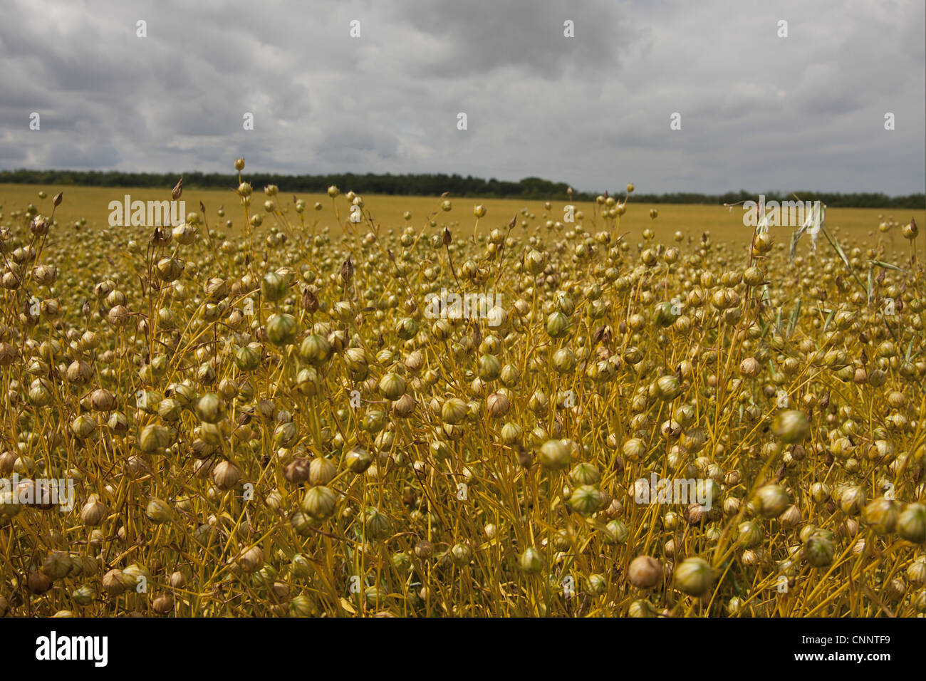 Flax (Linum usitatissimum) crop, ripe seedpods in field ready for