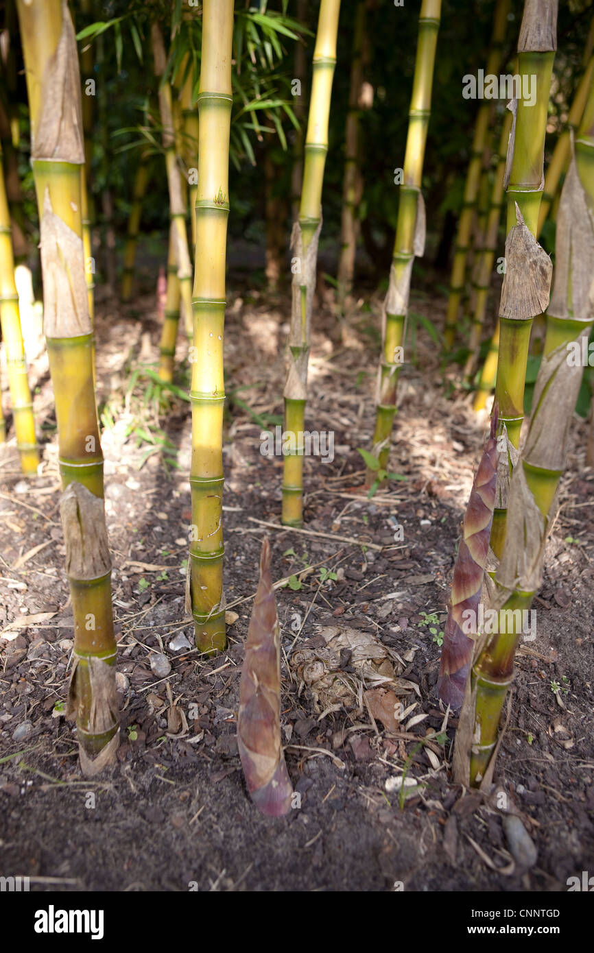 Growing Bamboo Shoots - Chusquea gigantea syn C Breviglumis Stock Photo