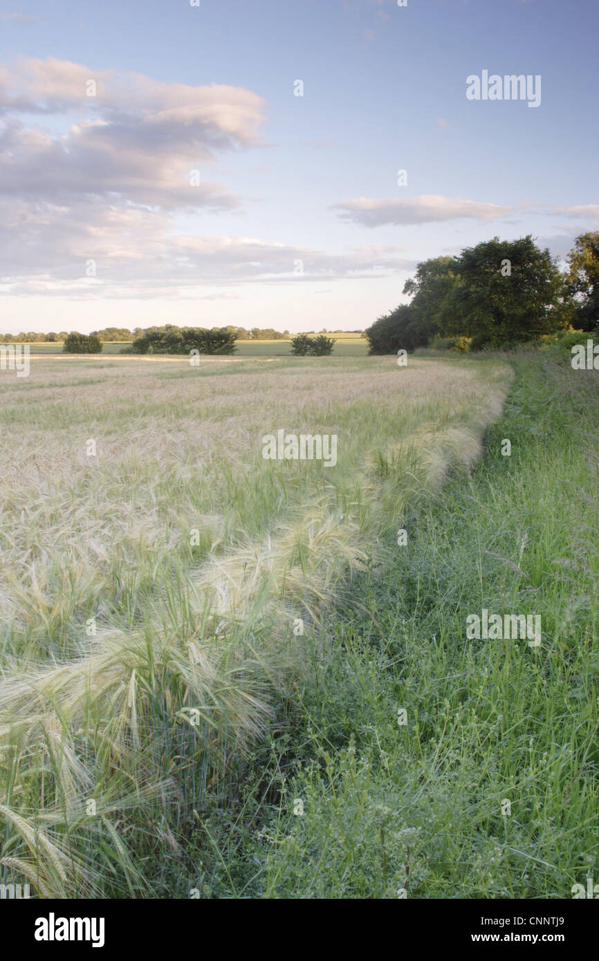 Barley (Hordeum vulgare) crop, ripening field and rough field margin,  Thorner, West Yorkshire, England, june Stock Photo - Alamy