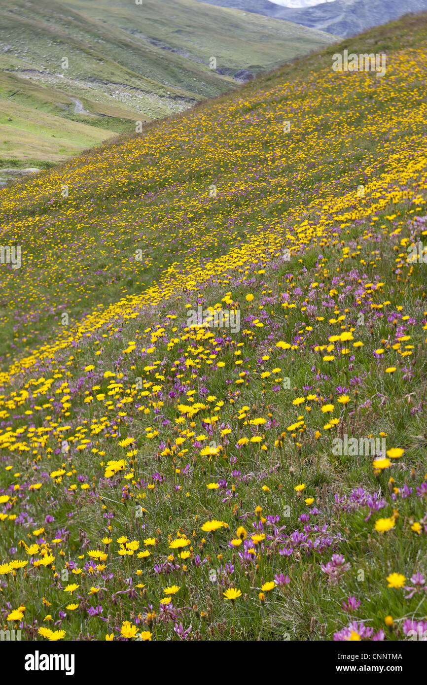 Mixed wildflowers, mainly hawkweed and clover, flowering at about 2000 metres, Italian Alps, Italy, july Stock Photo
