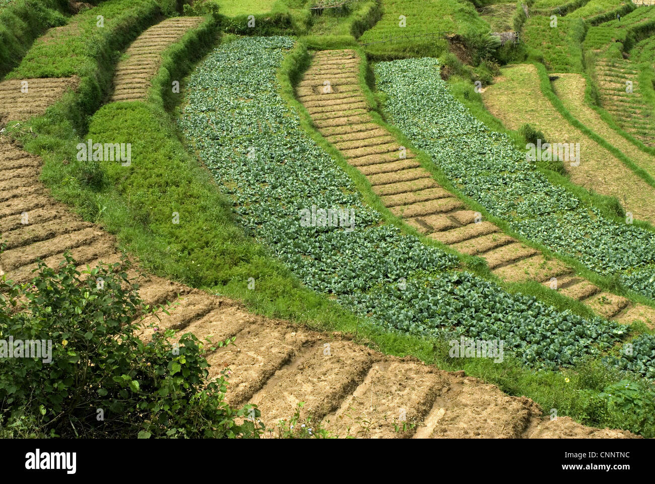 Cabbage Brassica oleracea var capitata crop growing in terraced