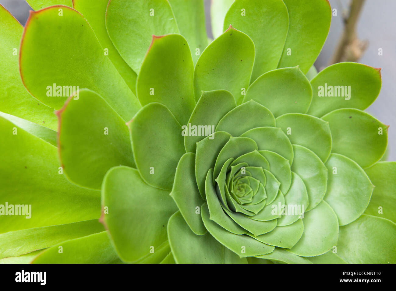 Aeonium arboreum canariense Stock Photo
