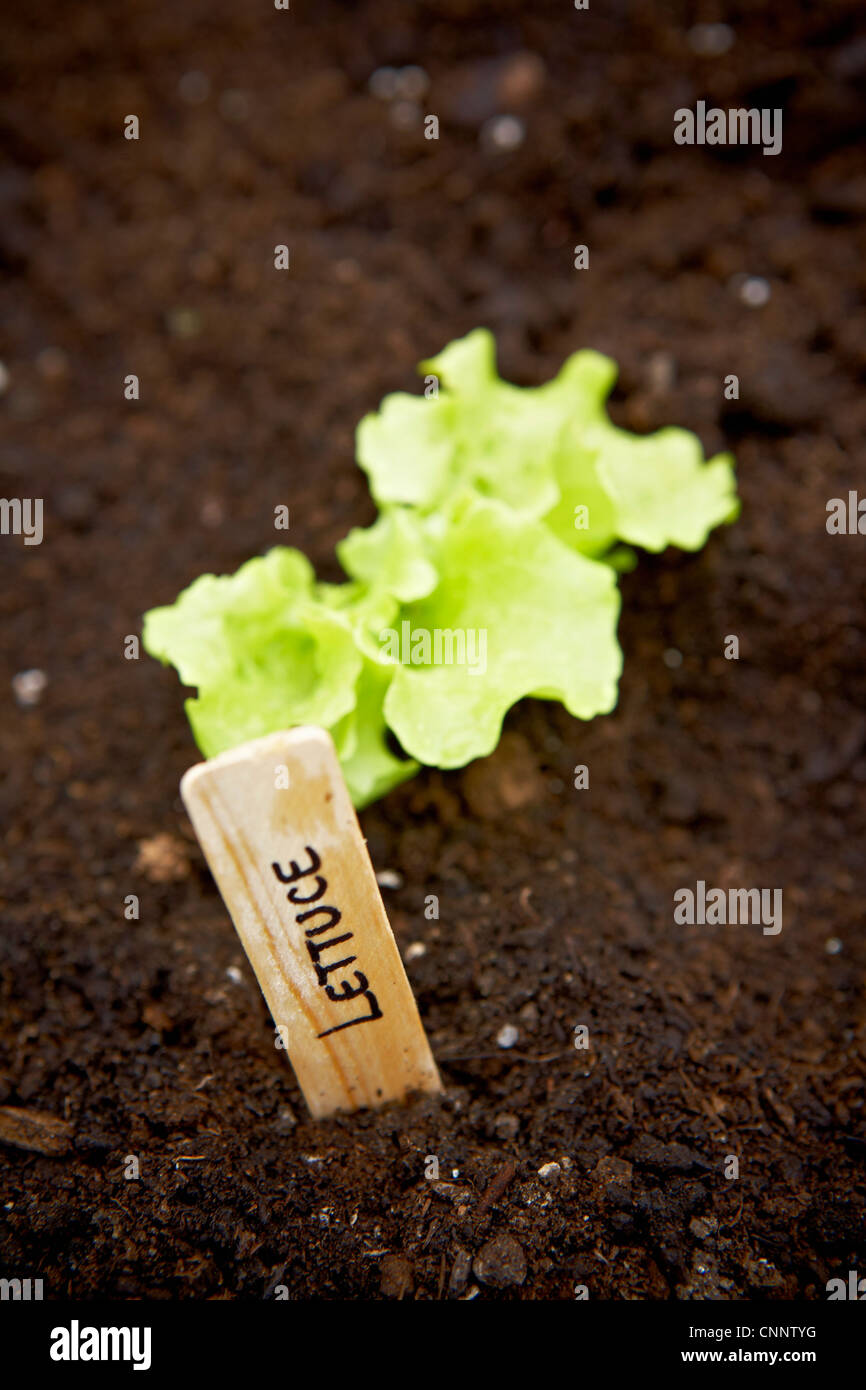Freshly Planted Lettuce, Bradford, Ontario, Canada Stock Photo Alamy