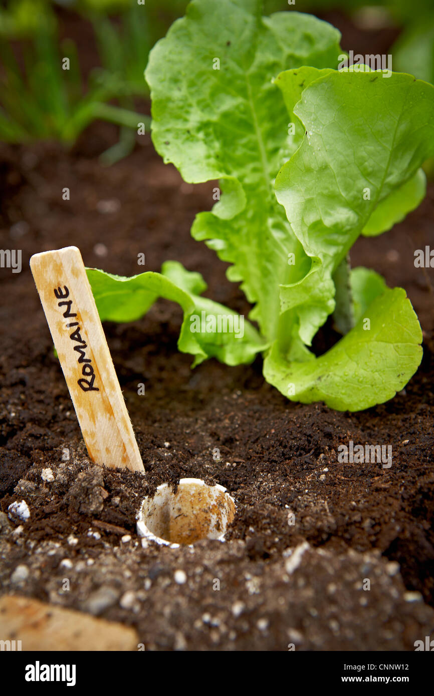 Freshly Planted Romaine Lettuce, Bradford, Ontario, Canada Stock Photo ...