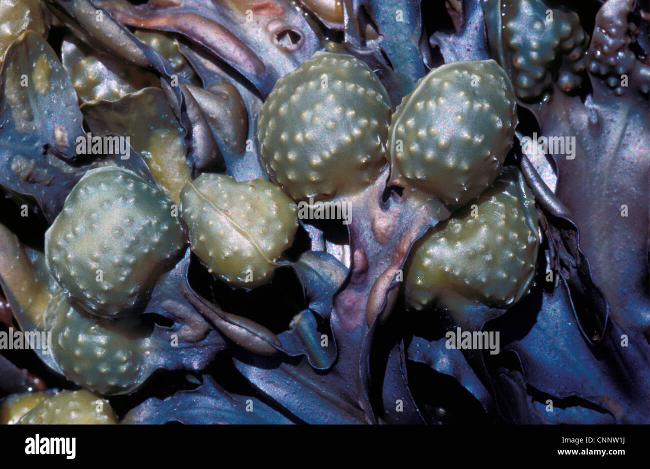Seaweed - Wrack Bladder(Fucus vesiculosus) Close-up of reproductive bodies Stock Photo