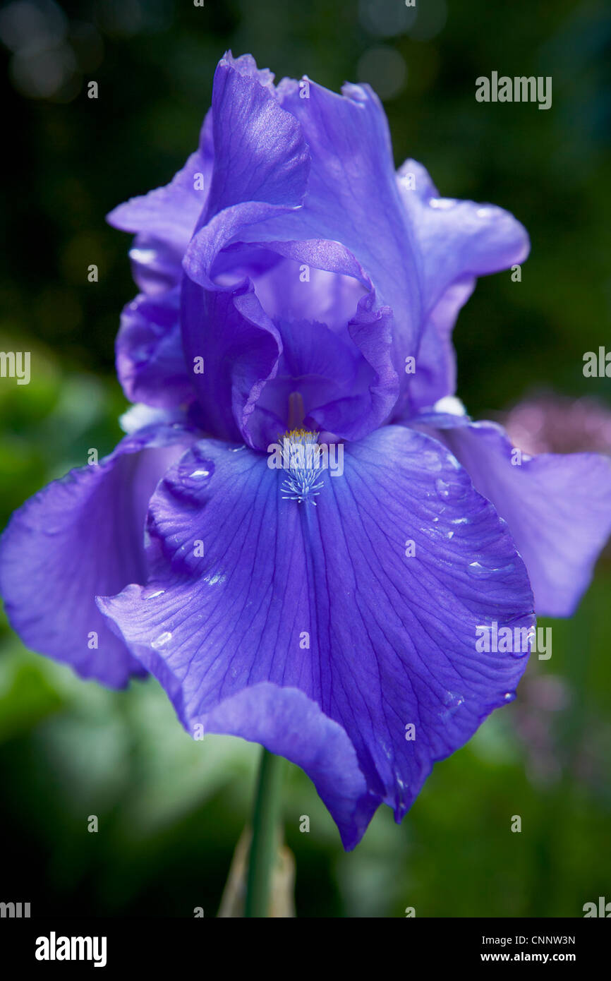 Iris Oxford