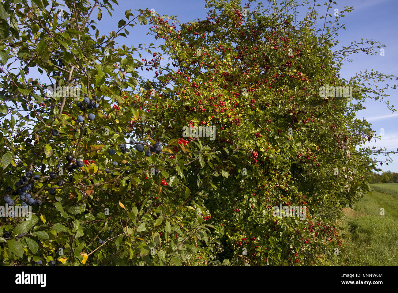 Blackthorn (Prunus spinosa) and Common Hawthorn (Crataegus monogyna) berries, growing in hedgerow, Hampshire, England, september Stock Photo