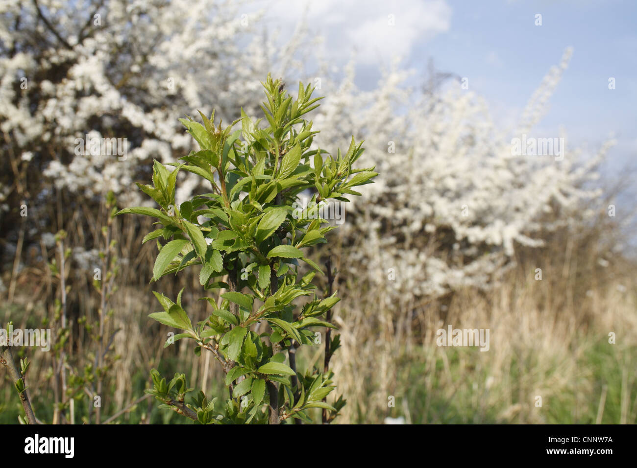 Blackthorn (Prunus spinosa) sapling, suckering from flowering hedgerow ...