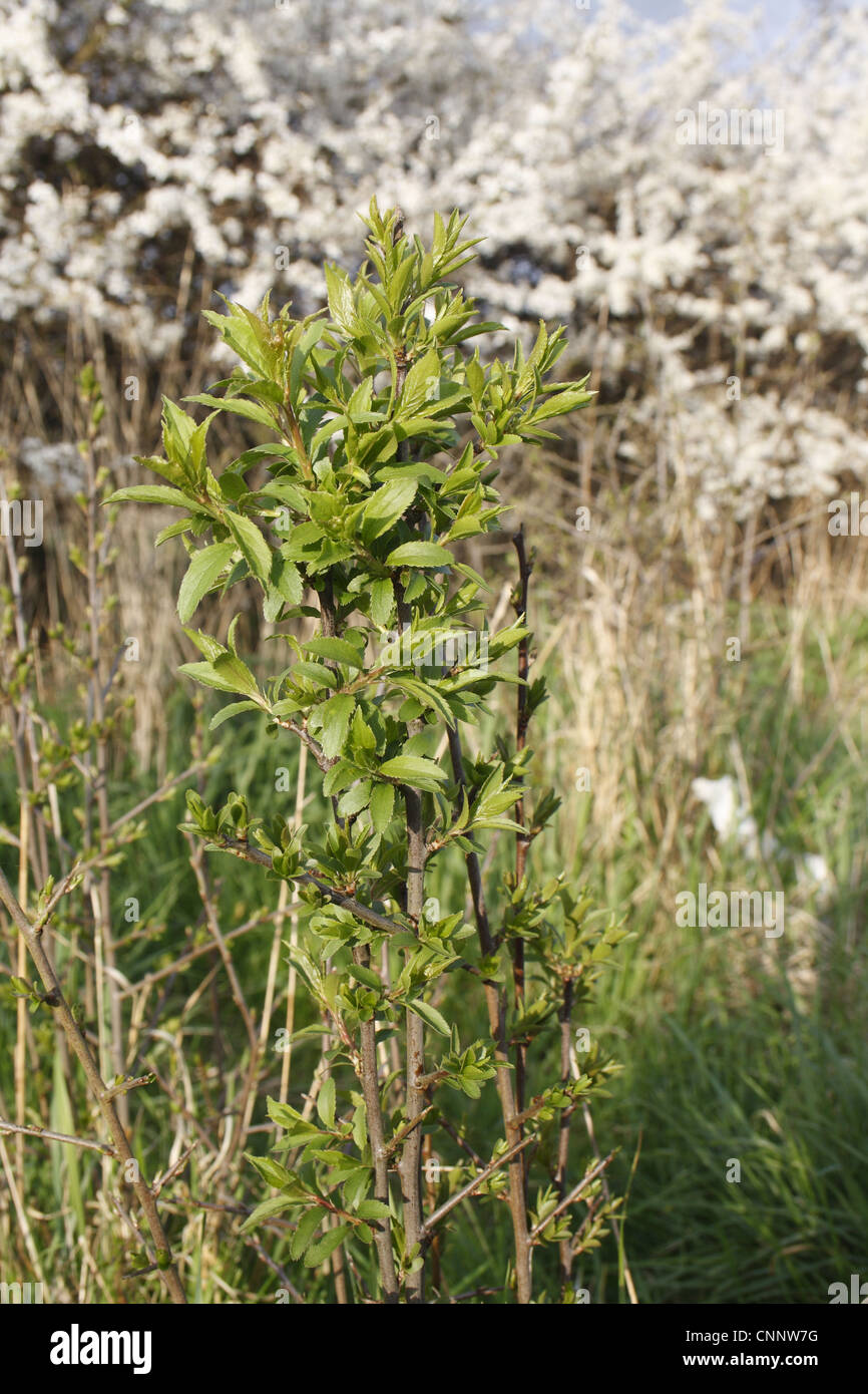 Blackthorn (Prunus spinosa) sapling, suckering from flowering hedgerow ...