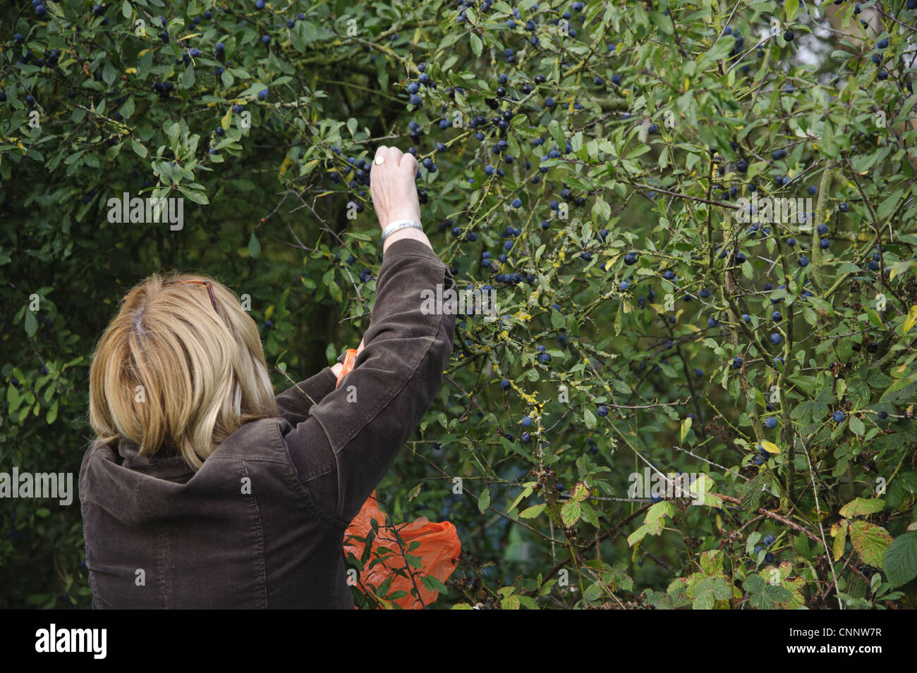 Blackthorn Prunus spinosa berries growing hedgerow beside public footpath woman picking sloe gin Draycott Clay Staffordshire Stock Photo