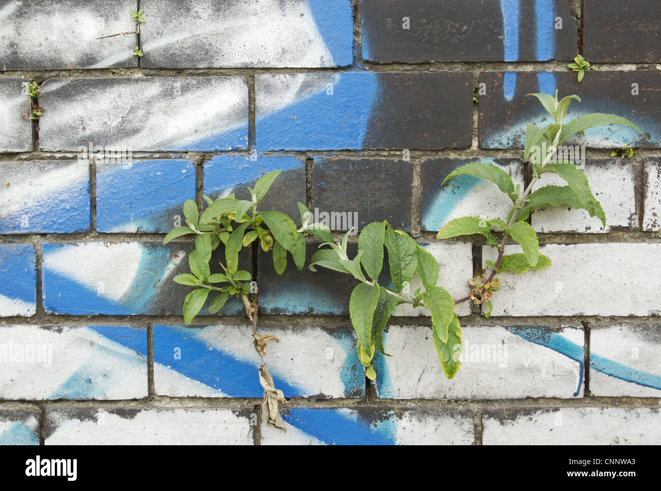 Buddleia Buddleia davidii garden escapee growing crevice graffiti covered wall city centre Sheffield South Yorkshire England may Stock Photo