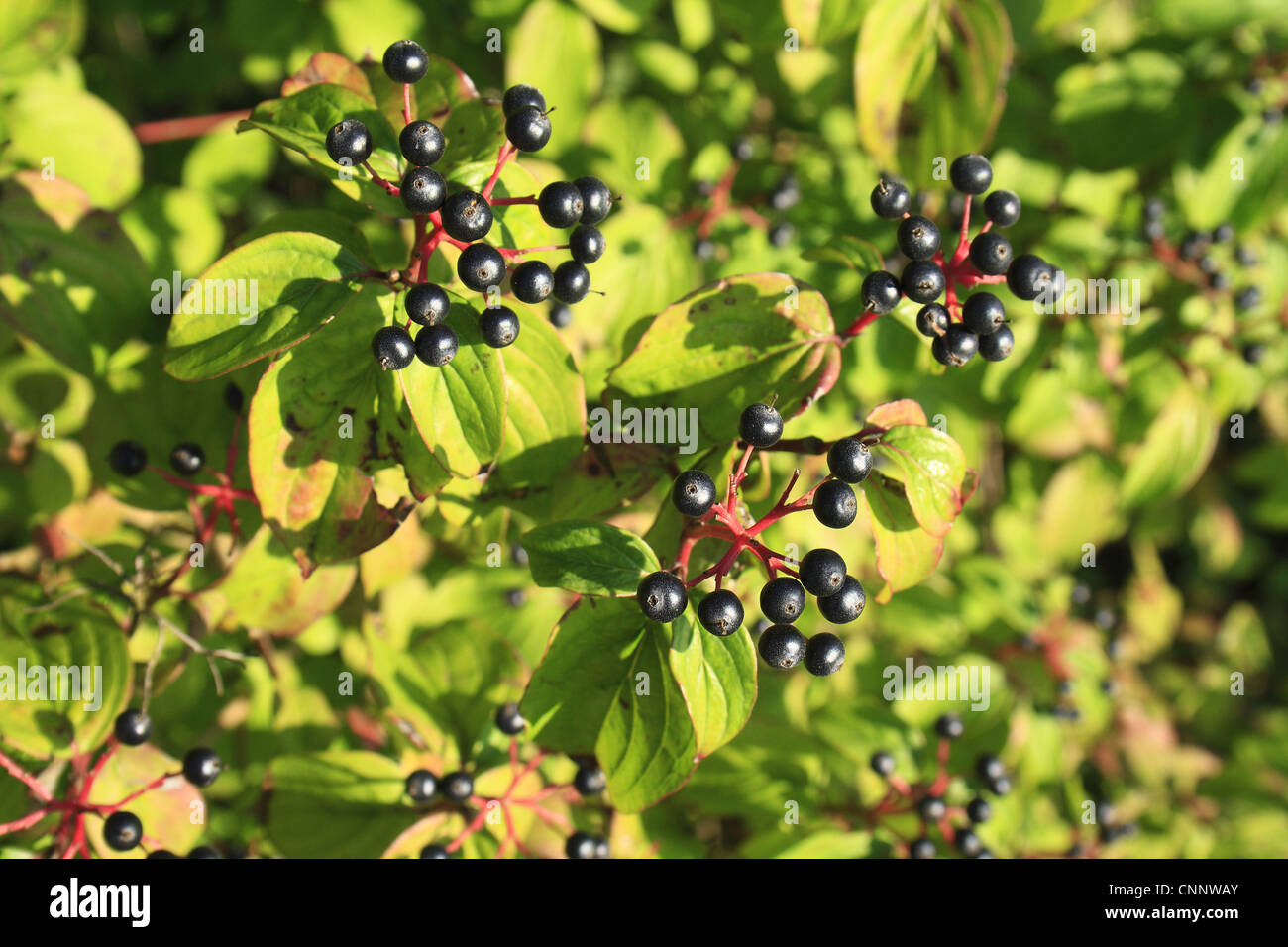 Common Dogwood (Cornus sanguinea) close-up of berries and leaves, growing in hedgerow, Bacton, Suffolk, England, september Stock Photo