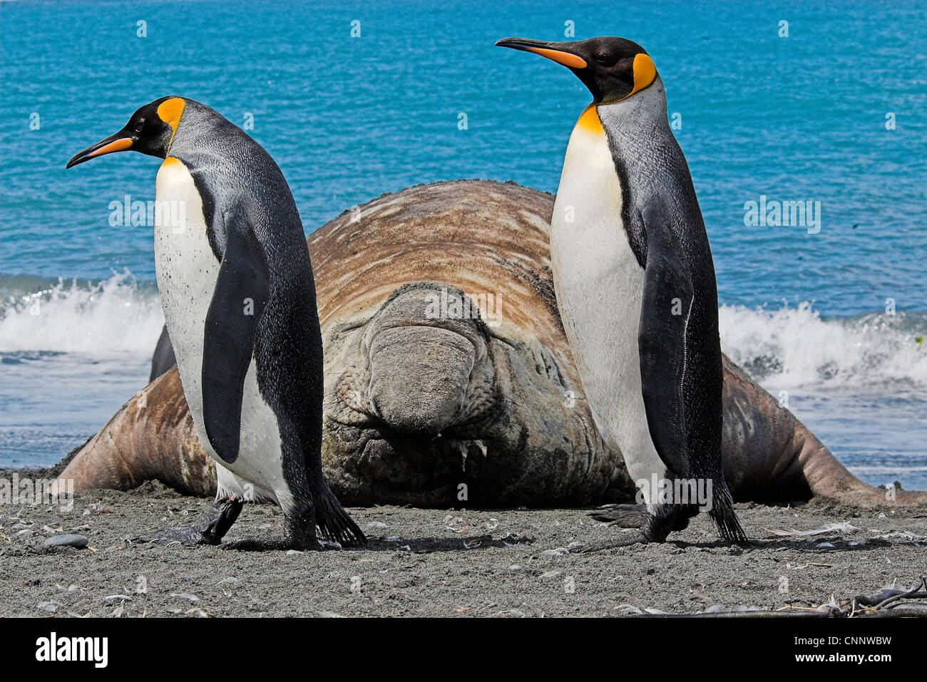Two King Penguins (Aptenodytes patagonicus) walk past a male Southern
