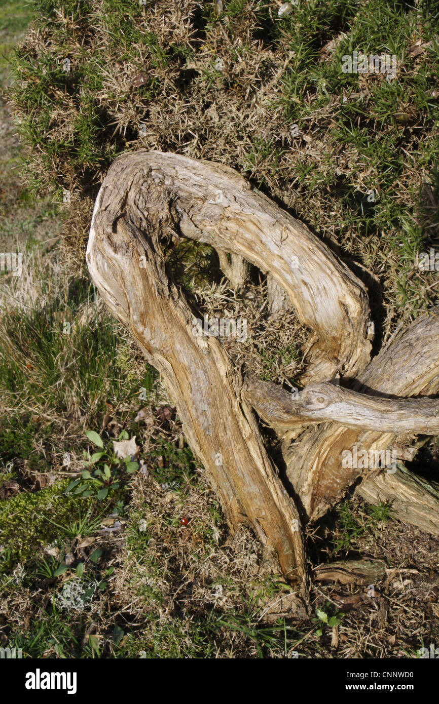 Common Gorse (Ulex europaeus) twisted trunk, growing on lowland heathland reserve, Wortham Ling, Suffolk, England, october Stock Photo