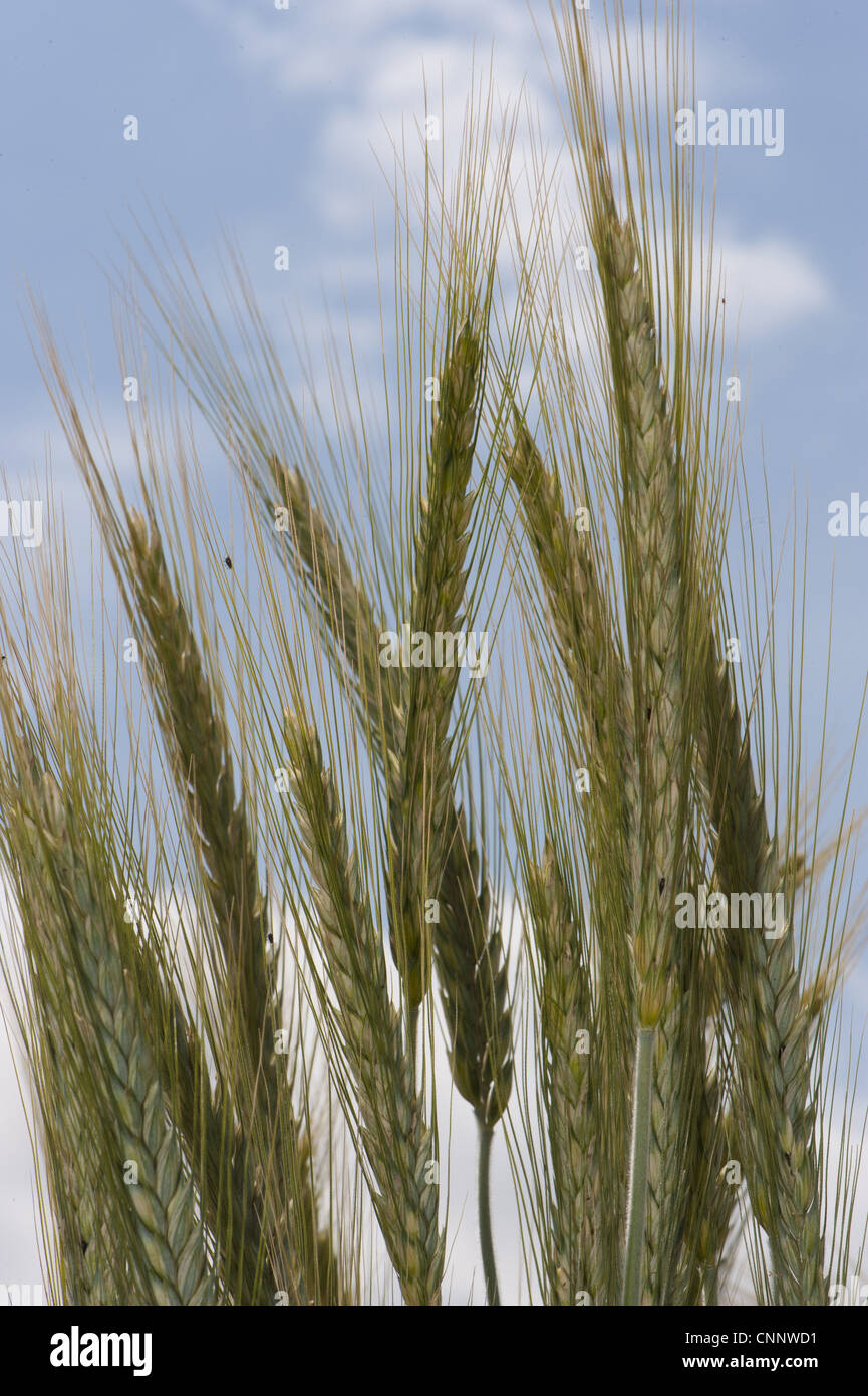 Rye (Secale cereale) crop, close-up of ripening ears, Lincolnshire, England, june Stock Photo