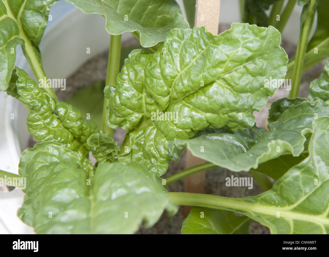 Sugar Beet (Beta vulgaris) manganese deficiency, close-up of leaves Stock Photo