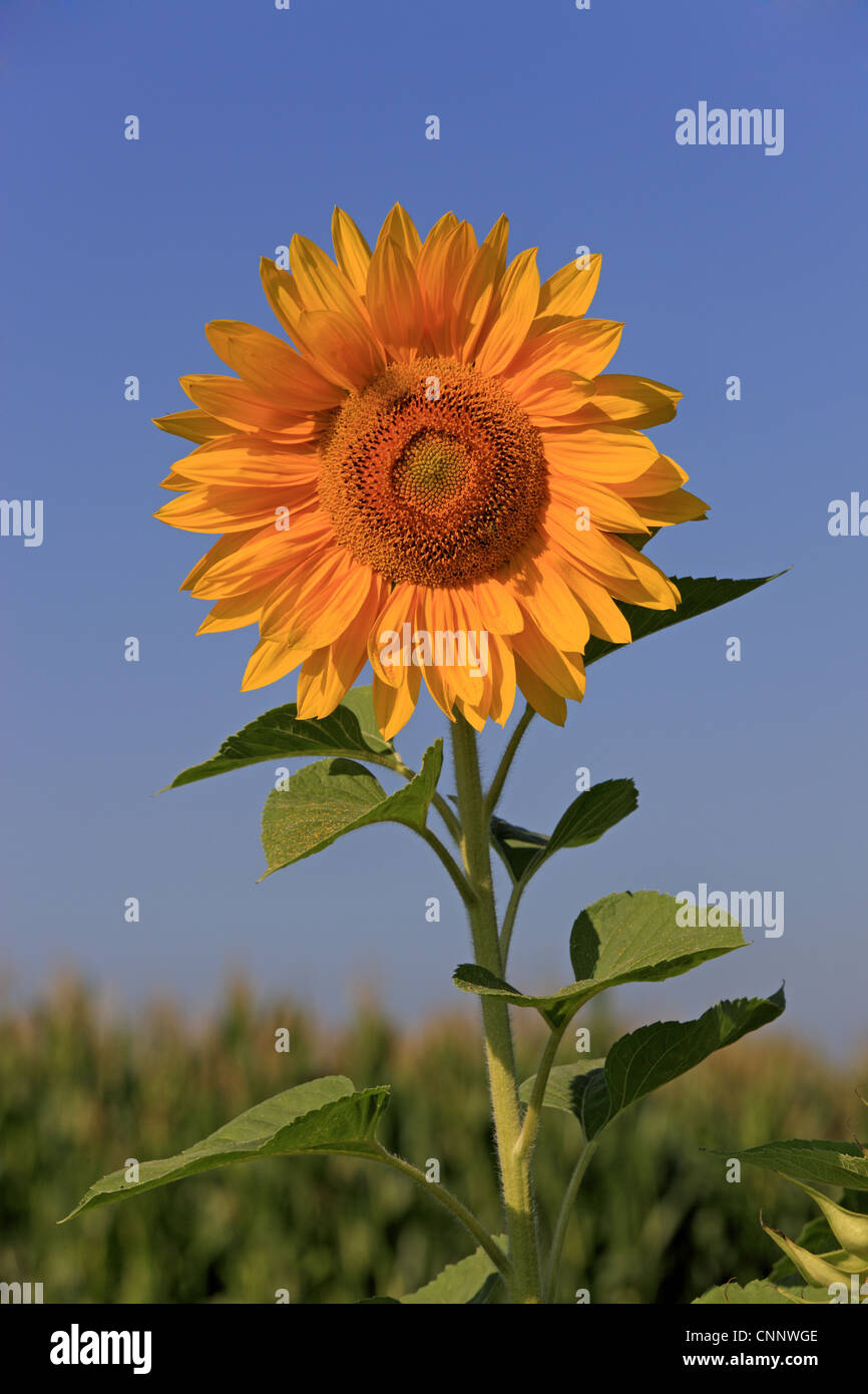 Ellerstadt hires stock photography and images Alamy