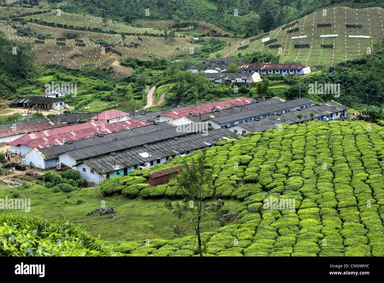 Tea (Camellia sinensis) crop, view of tea plantation workers housing on hillside, Munnar, Western Ghats, Kerala, India Stock Photo