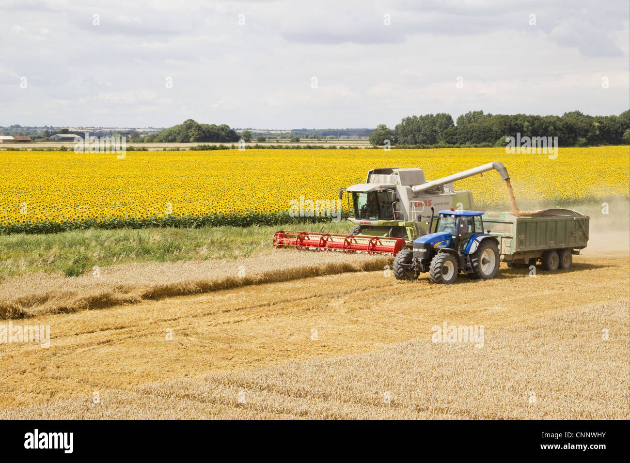 Wheat Triticum aestivum crop combine harvester loading trailer grain ...