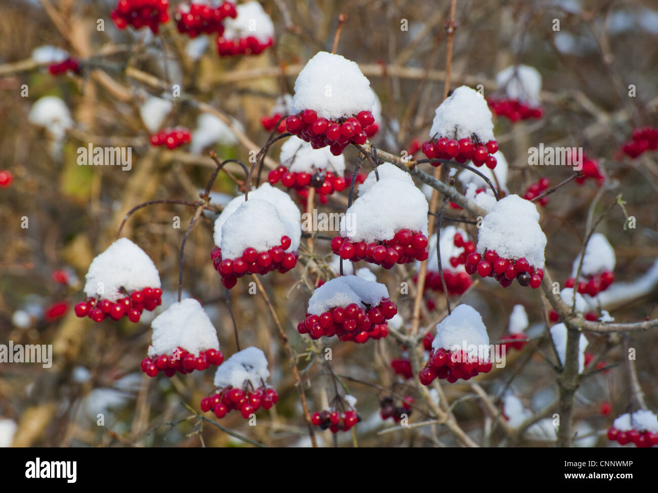Guelder Rose (Viburnum opalus) snow covered berries, Chipping, Lancashire, England, december Stock Photo