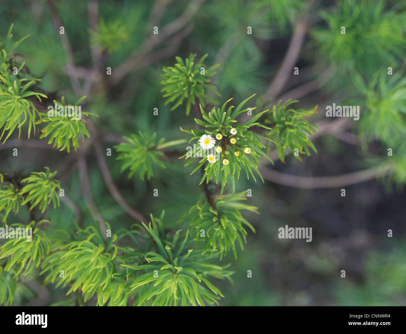 Darwins Shrub (Darwiniothamnus tenuifolius) Galapagos Stock Photo