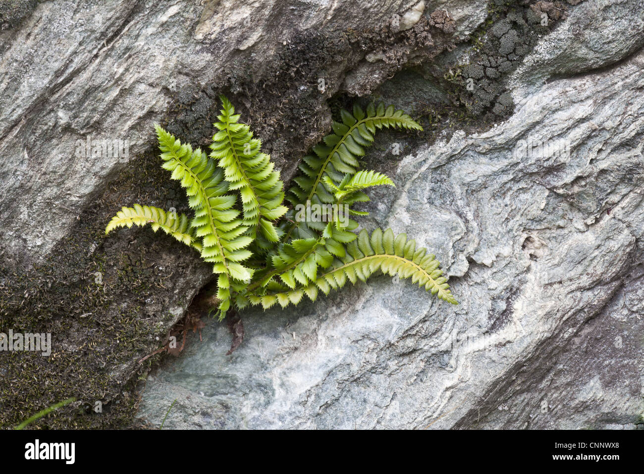 Holly Fern (Polystichum lonchitis) fronds, growing in rock crevice, Valgrisenche, Aosta Valley, Italian Alps, Italy, july Stock Photo