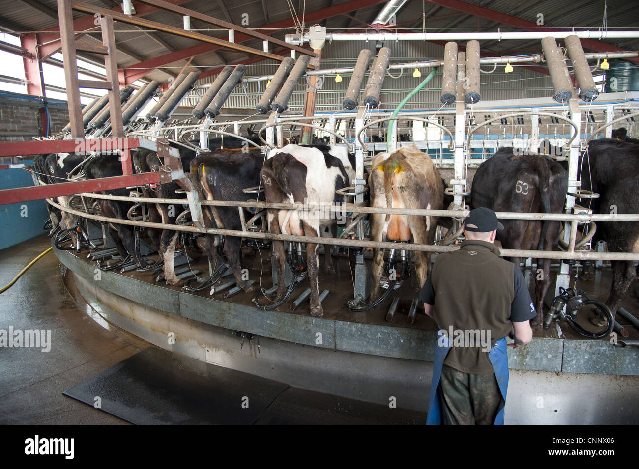 Dairy farming, rotary milking parlour with dairy herd being milked