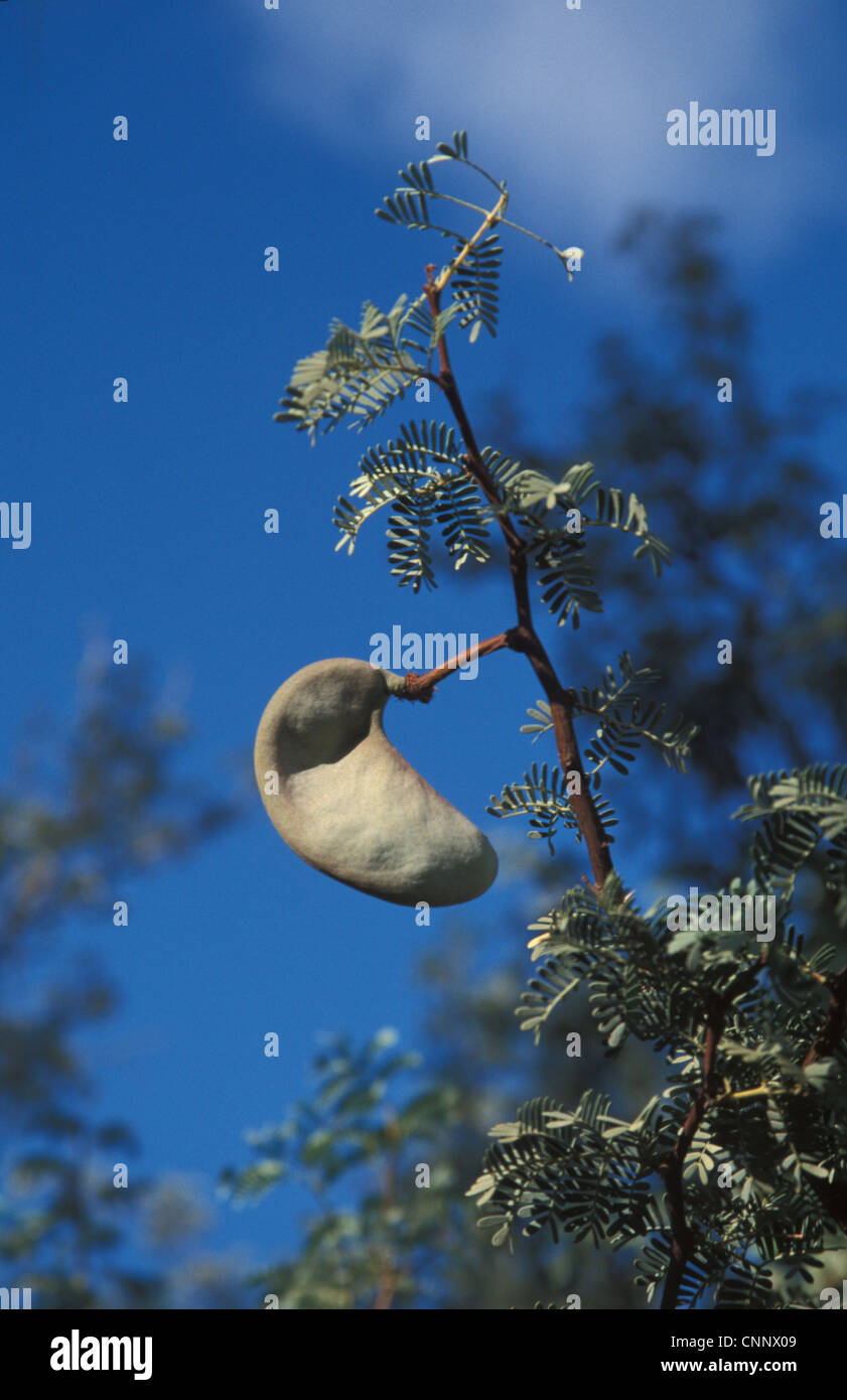 Camel Thorn Acacia (Acacia erioloba) Seed pods Namibia Stock Photo