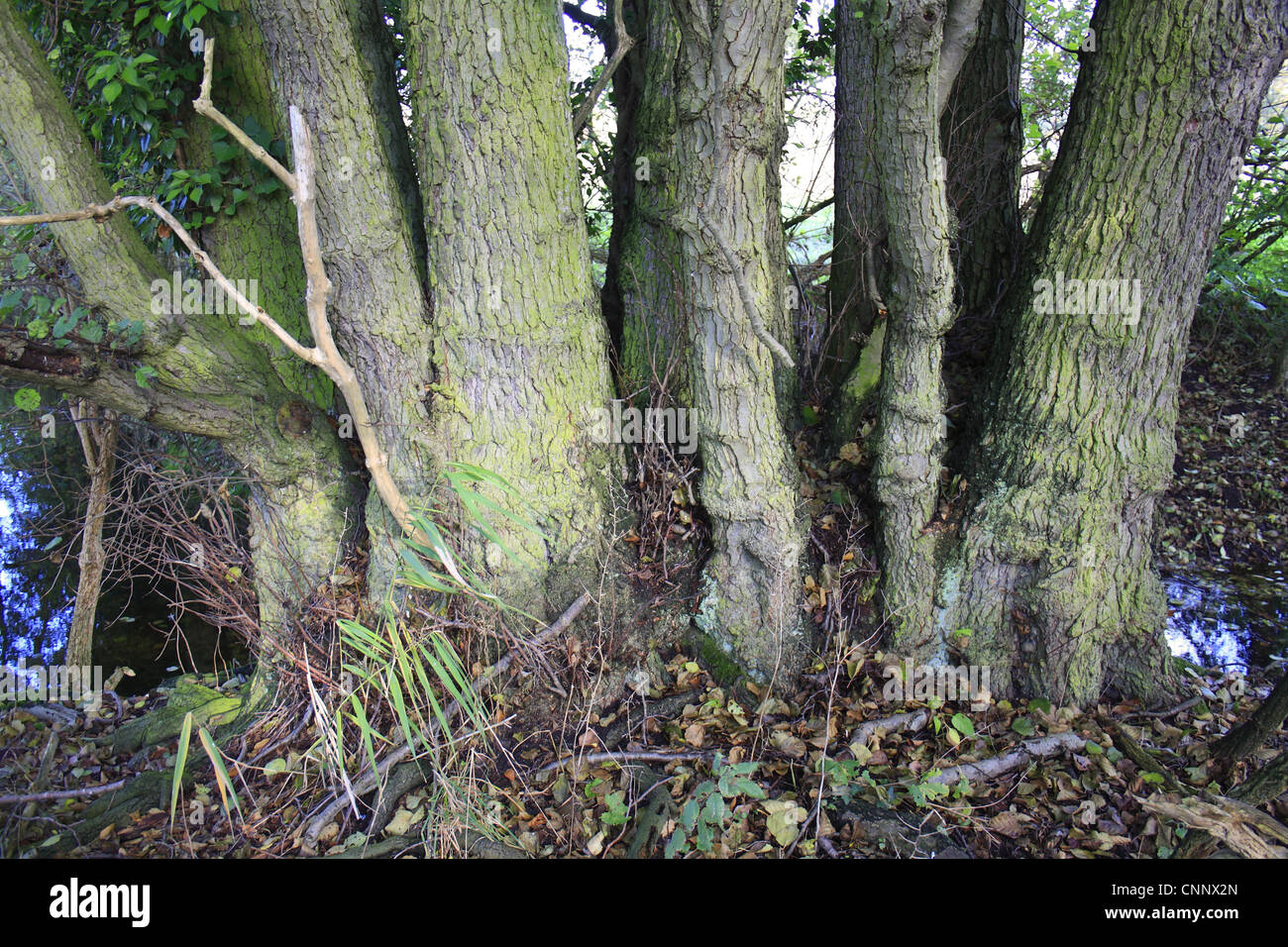 Common Alder Alnus glutinosa close-up multiple trunks growing alder carr wet woodland valley fen reserve Hopton Fen Hopton Stock Photo