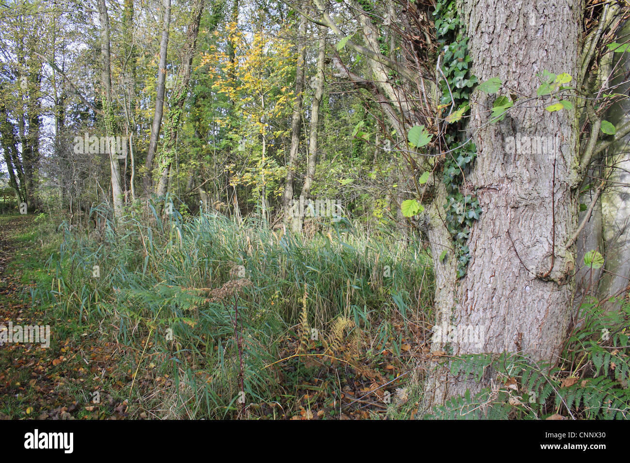 Common Alder Alnus glutinosa trunk growing alder carr wet woodland habitat valley fen reserve Hopton Fen Hopton Suffolk England Stock Photo