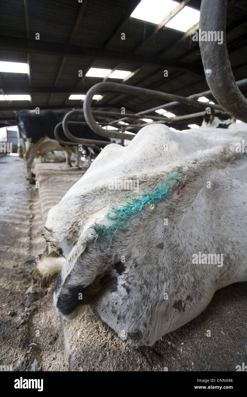 Reproduction management in dairy herd, marked artificially inseminated cow, England, february Stock Photo