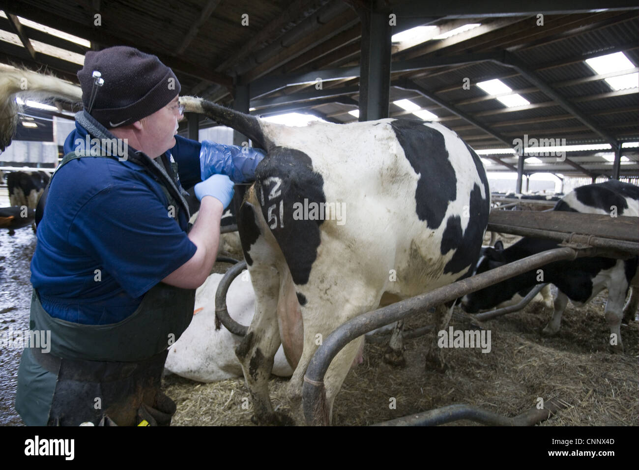 Reproduction management in dairy herd, farmer artificially inseminating cow, England, England, february Stock Photo