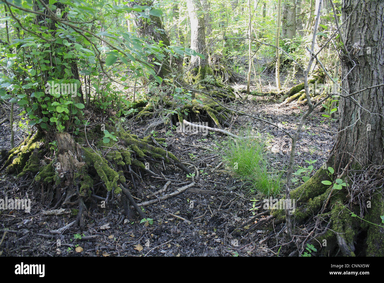 Common Alder Alnus glutinosa exposed roots growing alder carr wet