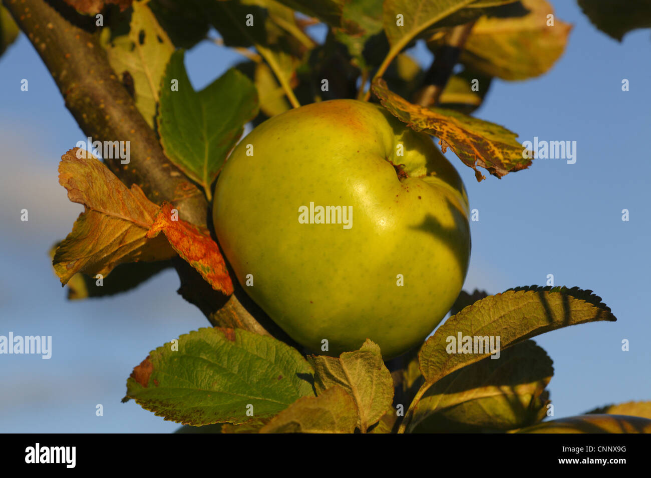 Cultivated Apple (Malus domestica) 'Lord Derby' culinary variety, close-up of fruit, in organic orchard, Powys, Wales, september Stock Photo