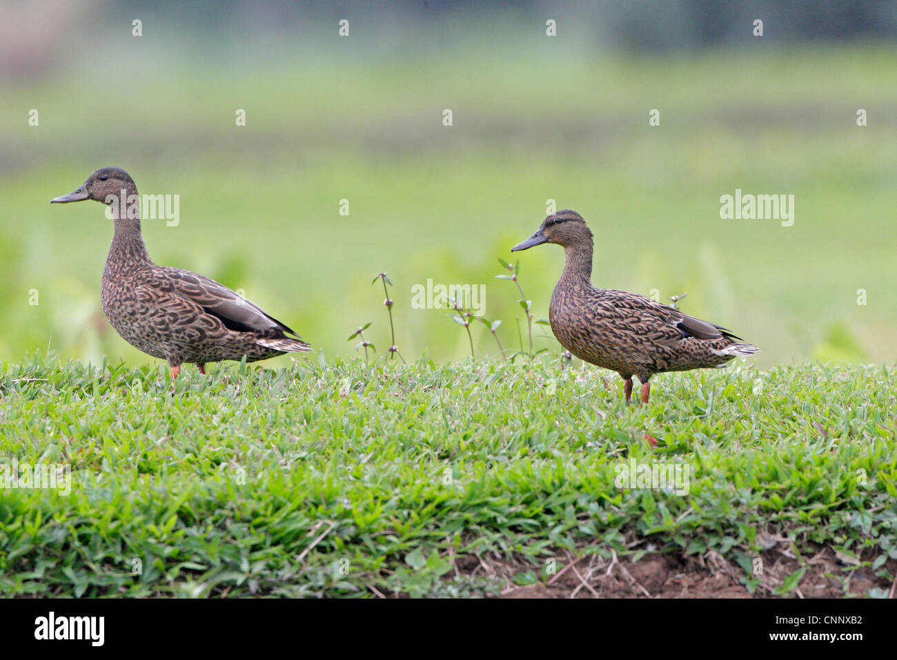 A pair of Hawaiian Ducks at Hanalei National wildlife Refuge Kauai Island Stock Photo