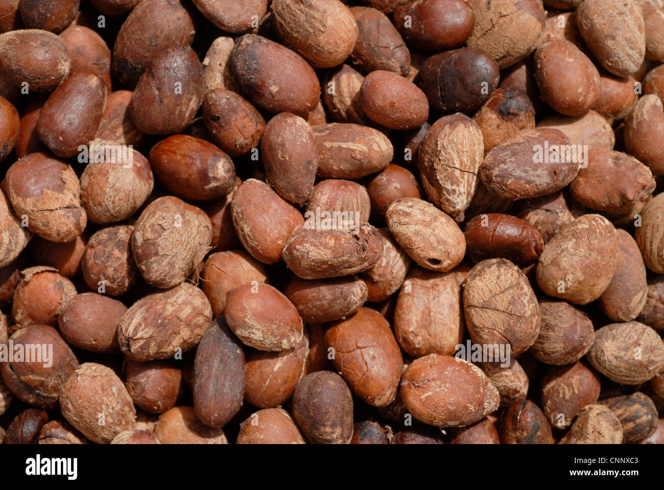 Burkina Faso , women produce fair trade shea butter from Shea nuts