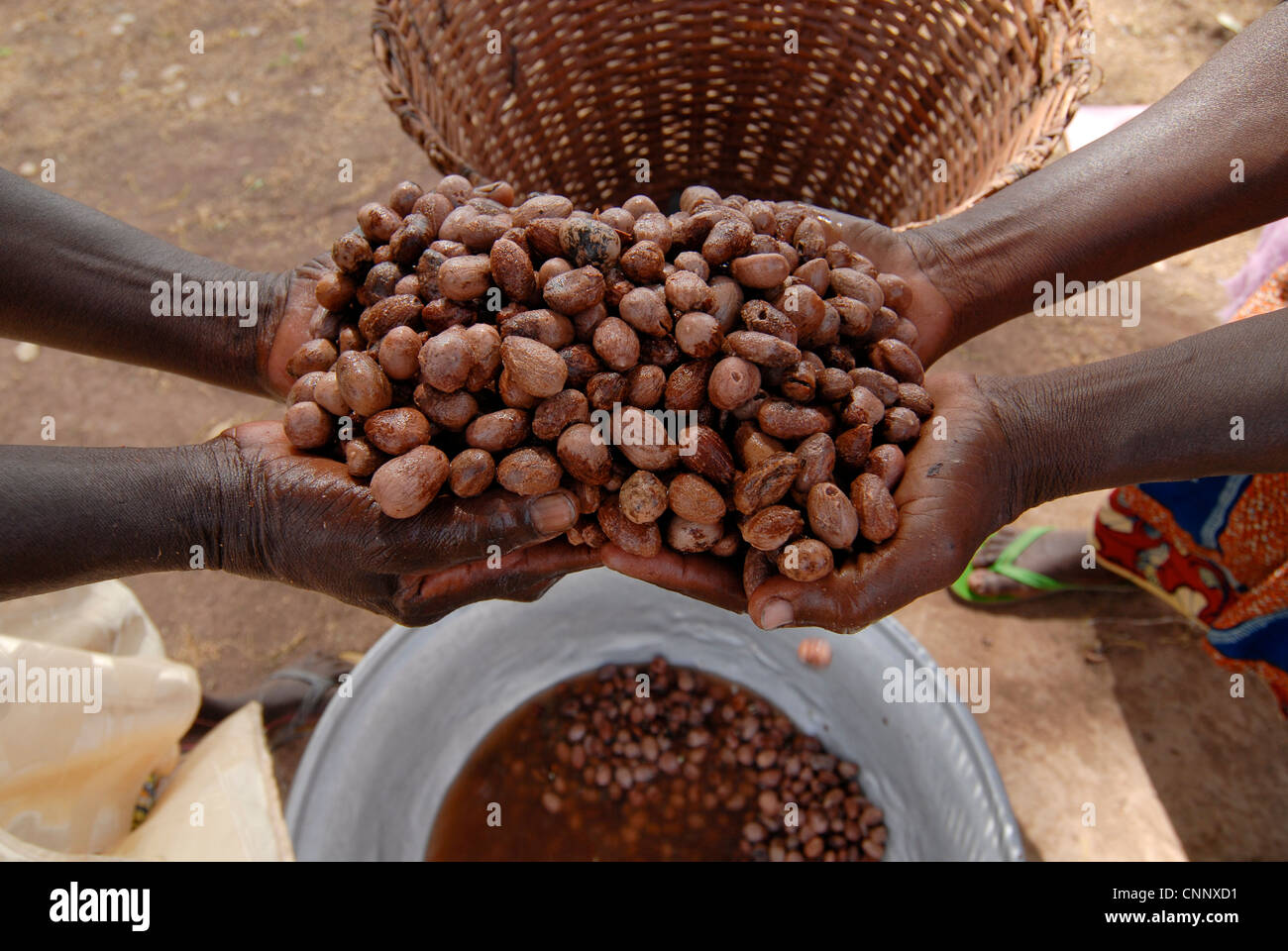 Burkina Faso , women produce fair trade shea butter from Shea nuts