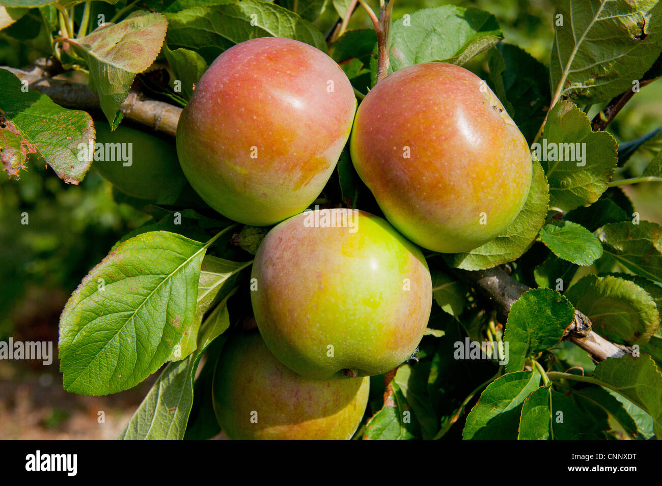 Cultivated Apple (Malus domestica) 'Peasgood Nonsuch', close-up of fruit, growing in orchard, Norfolk, England, august Stock Photo