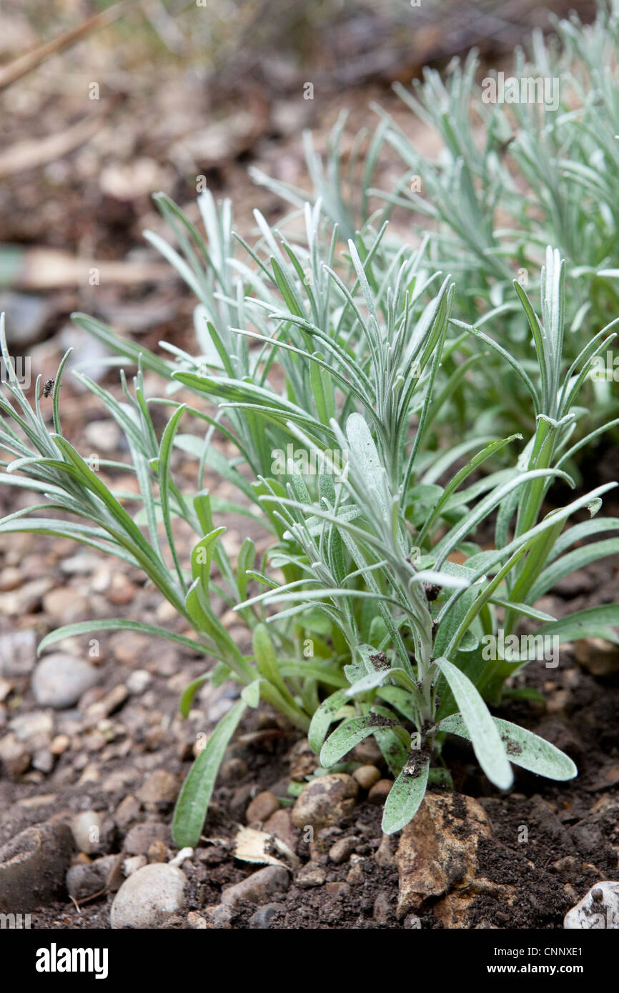 Helichrysum angustifolium - Curry Plant Stock Photo