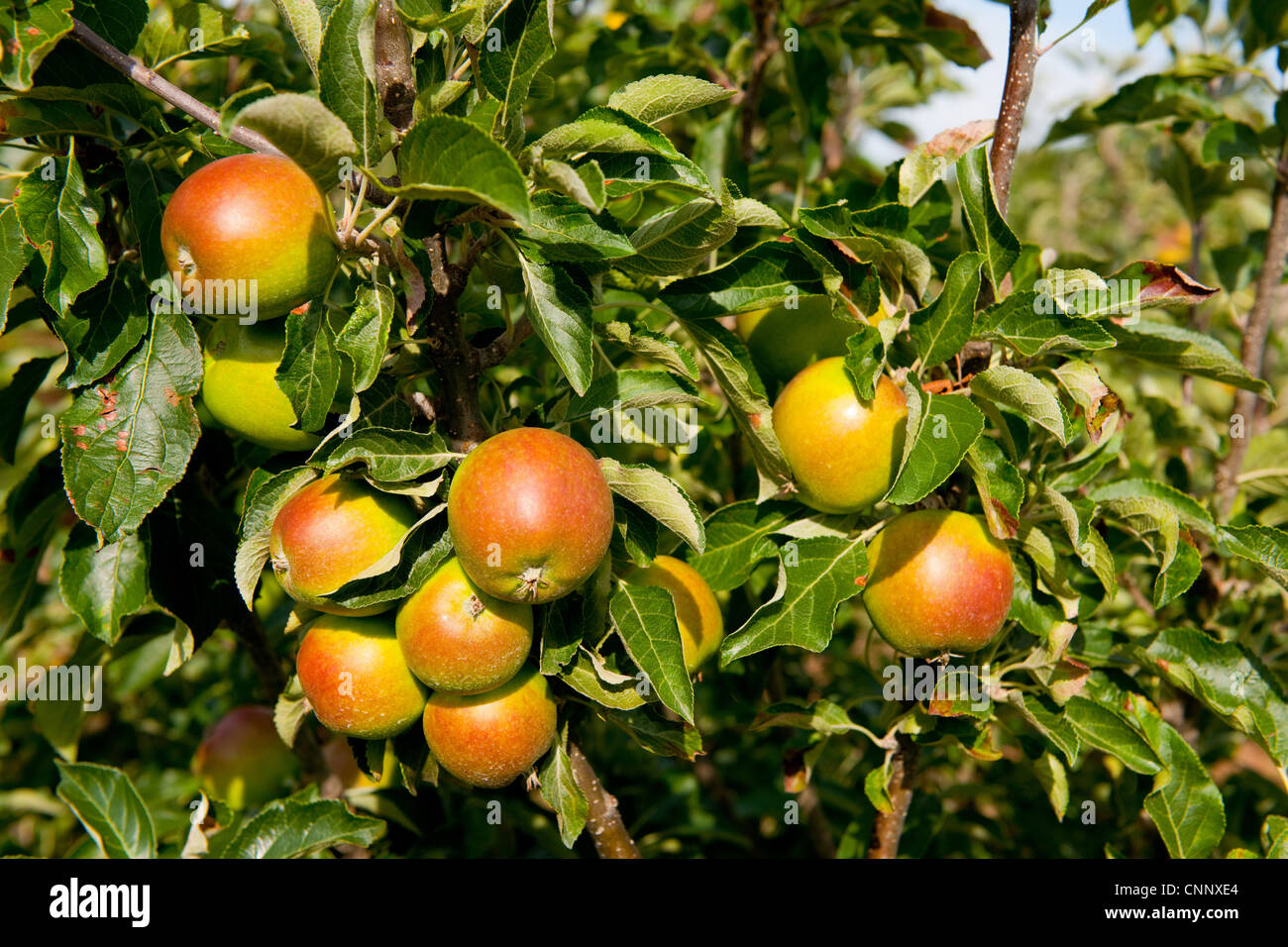 Cultivated Apple (Malus domestica) 'Cox's Orange Pippin', close-up of fruit, growing in orchard, Norfolk, England, august Stock Photo