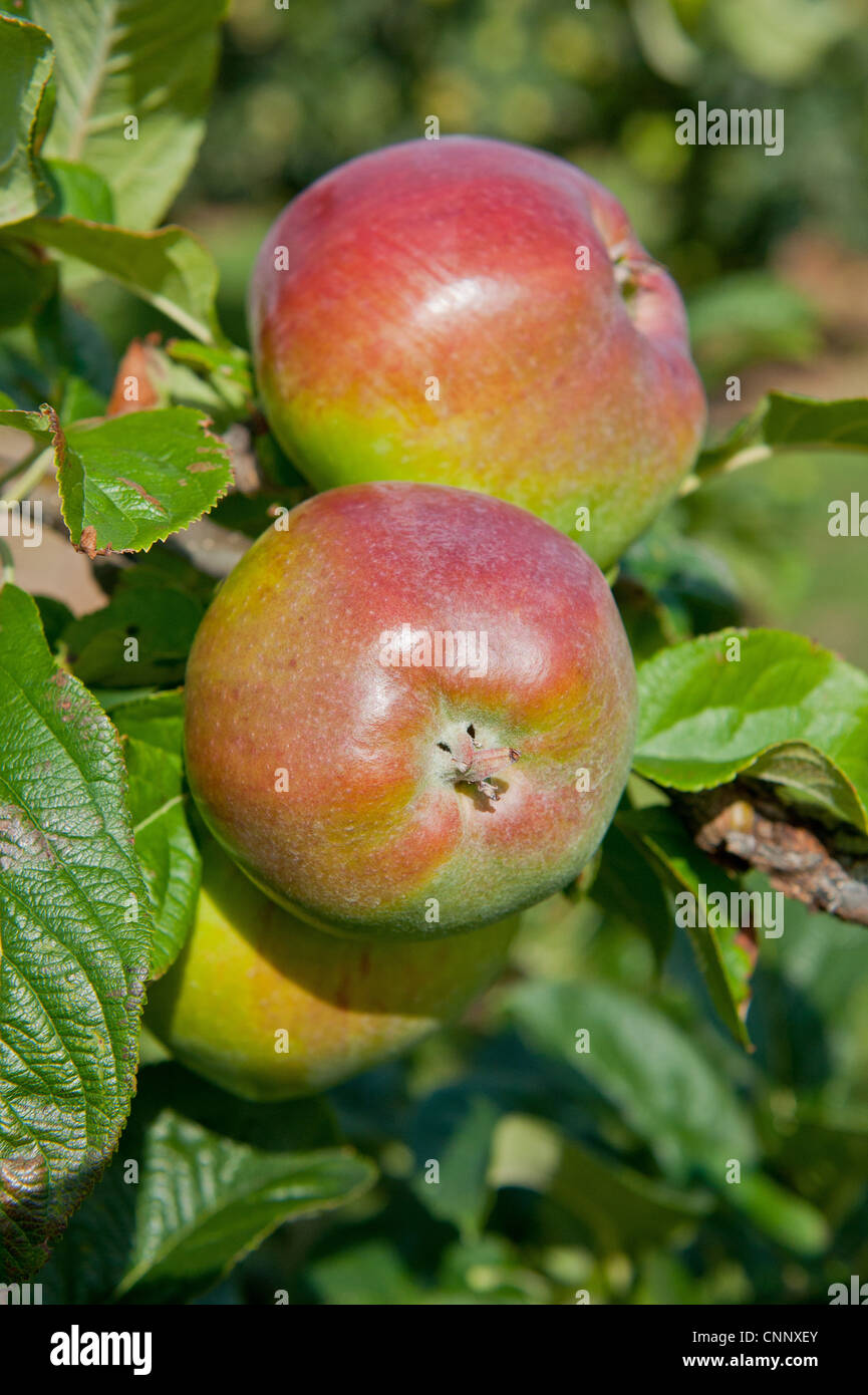 Cultivated Apple (Malus domestica) 'Howgate Wonder', close-up of fruit, growing in orchard, Norfolk, England, august Stock Photo